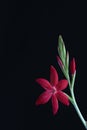 Kaffir Lily Royalty Free Stock Photo