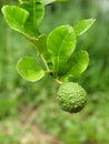 Kaffir lime