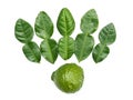 Kaffir lime and fresh bergamot fruit with leaf isolated on white background Royalty Free Stock Photo