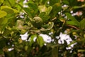 Kaffir lime fruit Royalty Free Stock Photo