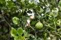 Kaffir Lime Fruit On The Tree Royalty Free Stock Photo