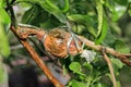 The kaffir lime grafting for propagation Royalty Free Stock Photo