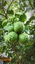 Kaffir lime , group of tropical fruit on the branch of Kaffir lime trees. Fresh and beautiful. Royalty Free Stock Photo