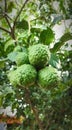 Kaffir lime , group of tropical fruit on the branch of Kaffir lime trees. Fresh and beautiful.