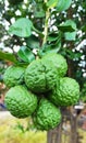 Kaffir lime , group of tropical fruit on the branch of Kaffir lime trees. Fresh and beautiful.