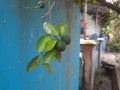 Kaffir Lime grows in the yard