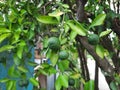 Kaffir Lime grows in the yard