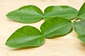 Kaffir lime leaf Royalty Free Stock Photo