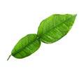 Kaffir lime leaf Royalty Free Stock Photo