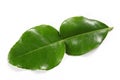 Kaffir lime leaf