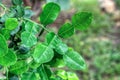 Kaffir lime leaf, blur background. Royalty Free Stock Photo