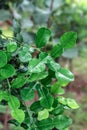 Kaffir lime leaf, blur background. Royalty Free Stock Photo