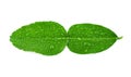 Kaffir lime leaf with drop of water isolated on white background Royalty Free Stock Photo