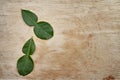 Kaffir lime leaf herb Royalty Free Stock Photo