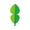 Kaffir lime leaf icon design, flat design style, vector illustration design Royalty Free Stock Photo
