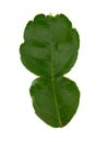 Kaffir lime leaf.