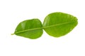 Kaffir lime leaf Royalty Free Stock Photo