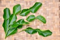 Kaffir lime leaf Royalty Free Stock Photo