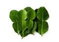 Kaffir Lime Leaves Royalty Free Stock Photo