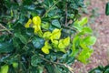 Kaffir lime leaves, commonly used as a cooking spice and treats several diseases. The leaves are highly aromatic Royalty Free Stock Photo