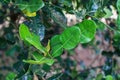 Kaffir lime leaves, commonly used as a cooking spice and treats several diseases. The leaves are highly aromatic Royalty Free Stock Photo