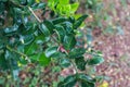 Kaffir lime leaves, commonly used as a cooking spice and treats several diseases. The leaves are highly aromatic Royalty Free Stock Photo