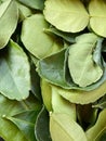 Kaffir lime leaves for cooking Royalty Free Stock Photo