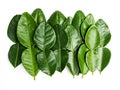 Kaffir lime leaves fresh bergamot leaf isolated on white background Royalty Free Stock Photo