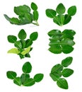 Kaffir lime leaves