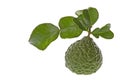 Kaffir Lime and Leaves Macro Royalty Free Stock Photo