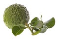 Kaffir Lime and Leaves Macro Royalty Free Stock Photo