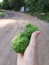 Kaffir lime, Leech lime, Mauritius papeda Citrus hystrix holding in hand. Makrut.