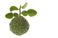 Kaffir Lime Macro Royalty Free Stock Photo