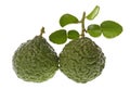 Kaffir Lime Macro Royalty Free Stock Photo