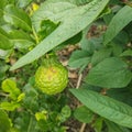 Kaffir lime.Mauritius papeda.