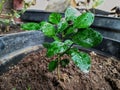 kaffir lime plant in garden pot, home grown limes Royalty Free Stock Photo