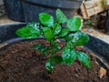 kaffir lime plant in garden pot, home grown limes Royalty Free Stock Photo