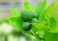Kaffir lime on tree Royalty Free Stock Photo