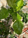 Kaffir lime tree that grows fresh in the morning Royalty Free Stock Photo