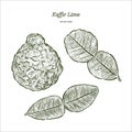 Kaffir Lime, vector