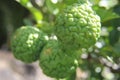 Kaffir Limes on tree