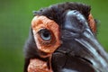 Kaffir southern horned raven bird, another name - Southern ground hornbill