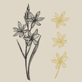 Kafir Lilies flowers. Collection of hand drawn flowers and plants. Botany. Set. Vintage flowers. Black and white Royalty Free Stock Photo