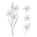 Kafir Lilies flowers. Collection of hand drawn flowers and plants. Botany. Set. Vintage flowers. Black and white Royalty Free Stock Photo