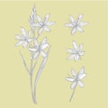 Kafir Lilies flowers. Collection of hand drawn flowers and plants. Botany. Set. Vintage flowers. Black and white Royalty Free Stock Photo