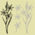 Kafir Lilies flowers. Collection of hand drawn flowers and plants. Botany. Set. Vintage flowers. Black and white Royalty Free Stock Photo