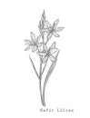 Kafir Lilies flowers. Collection of hand drawn flowers and plants. Botany. Set. Vintage flowers. Black and white Royalty Free Stock Photo