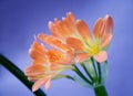 Kafir lily Royalty Free Stock Photo