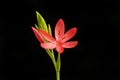 Kafir lily against black Royalty Free Stock Photo