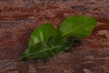 Kafir lime leaves - addition for Asian cuisine Royalty Free Stock Photo